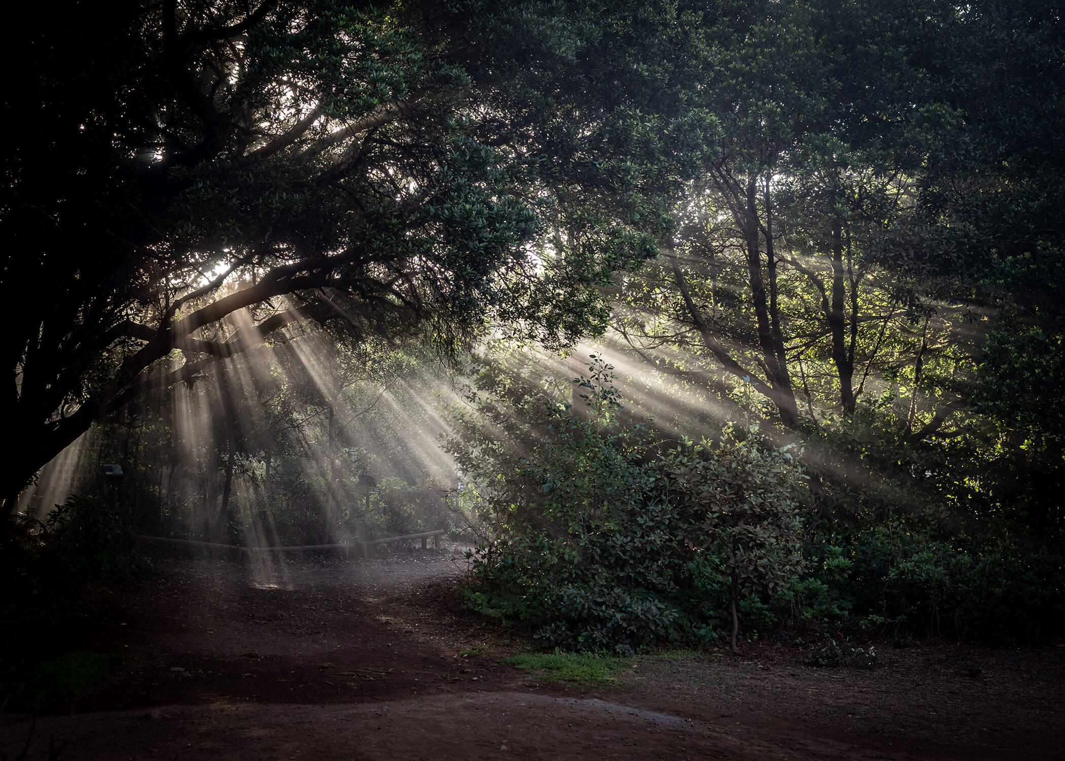 rayons de lumière à travers une forêt