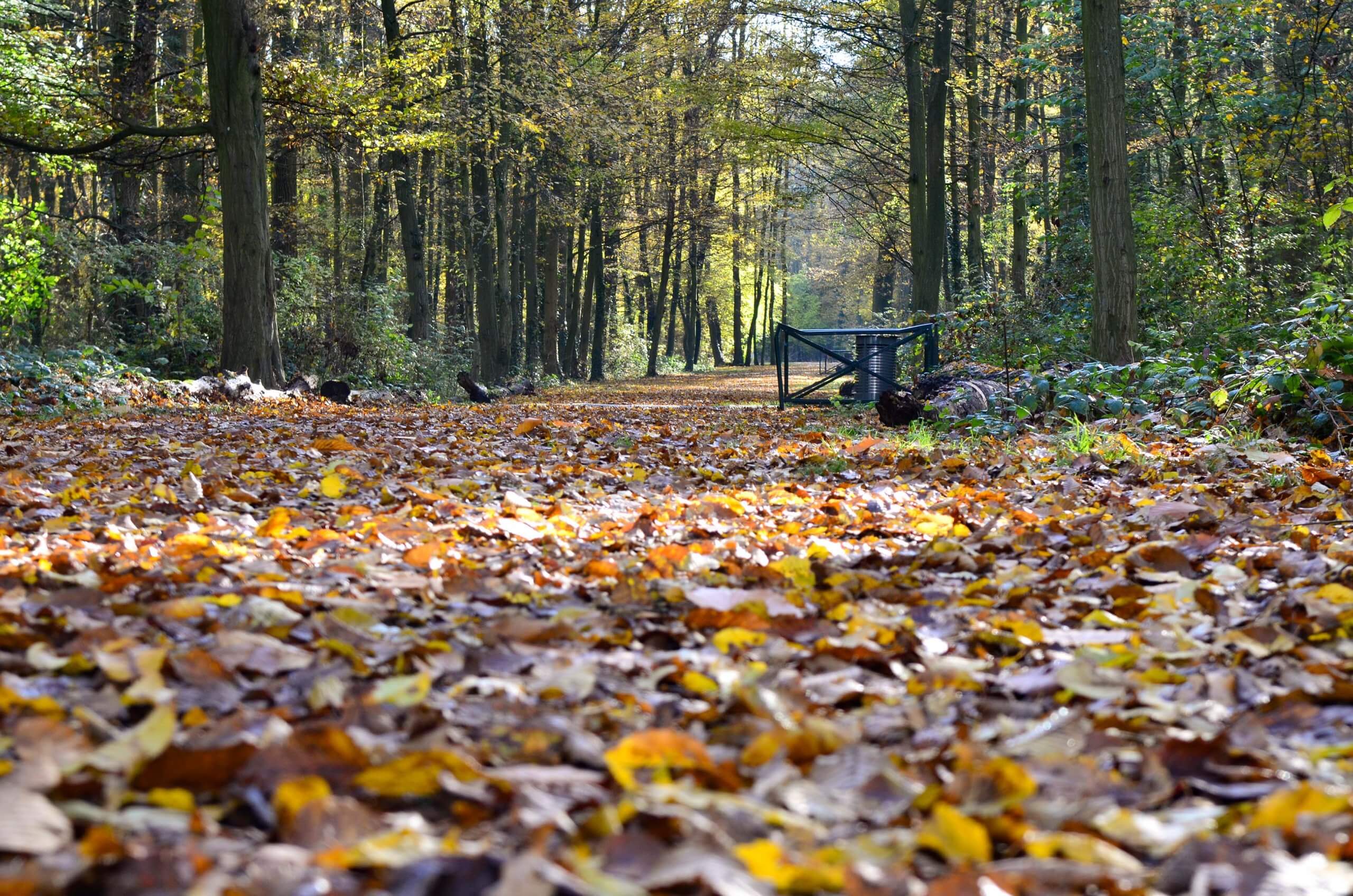 Bois des Coudreaux feuilles.JPG