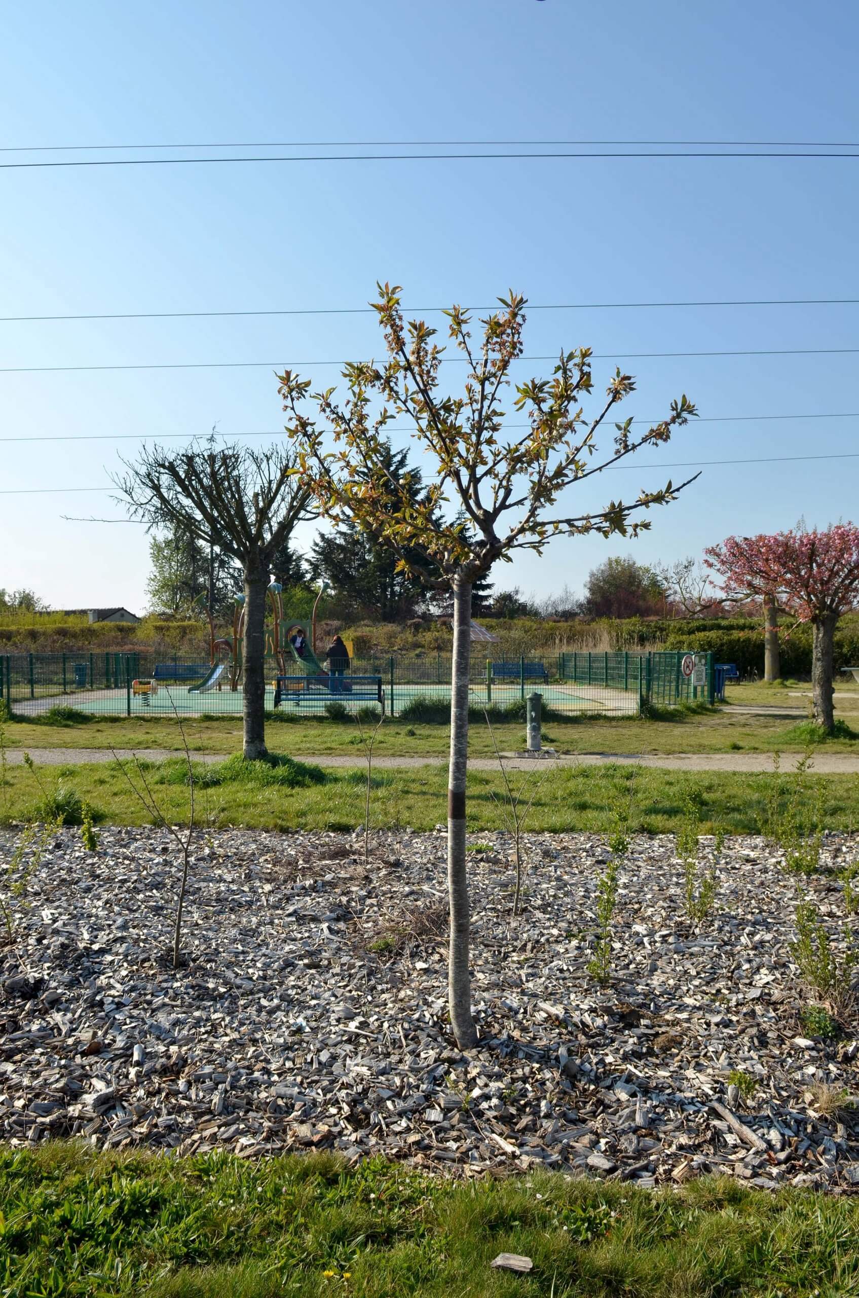 Plantation arbre