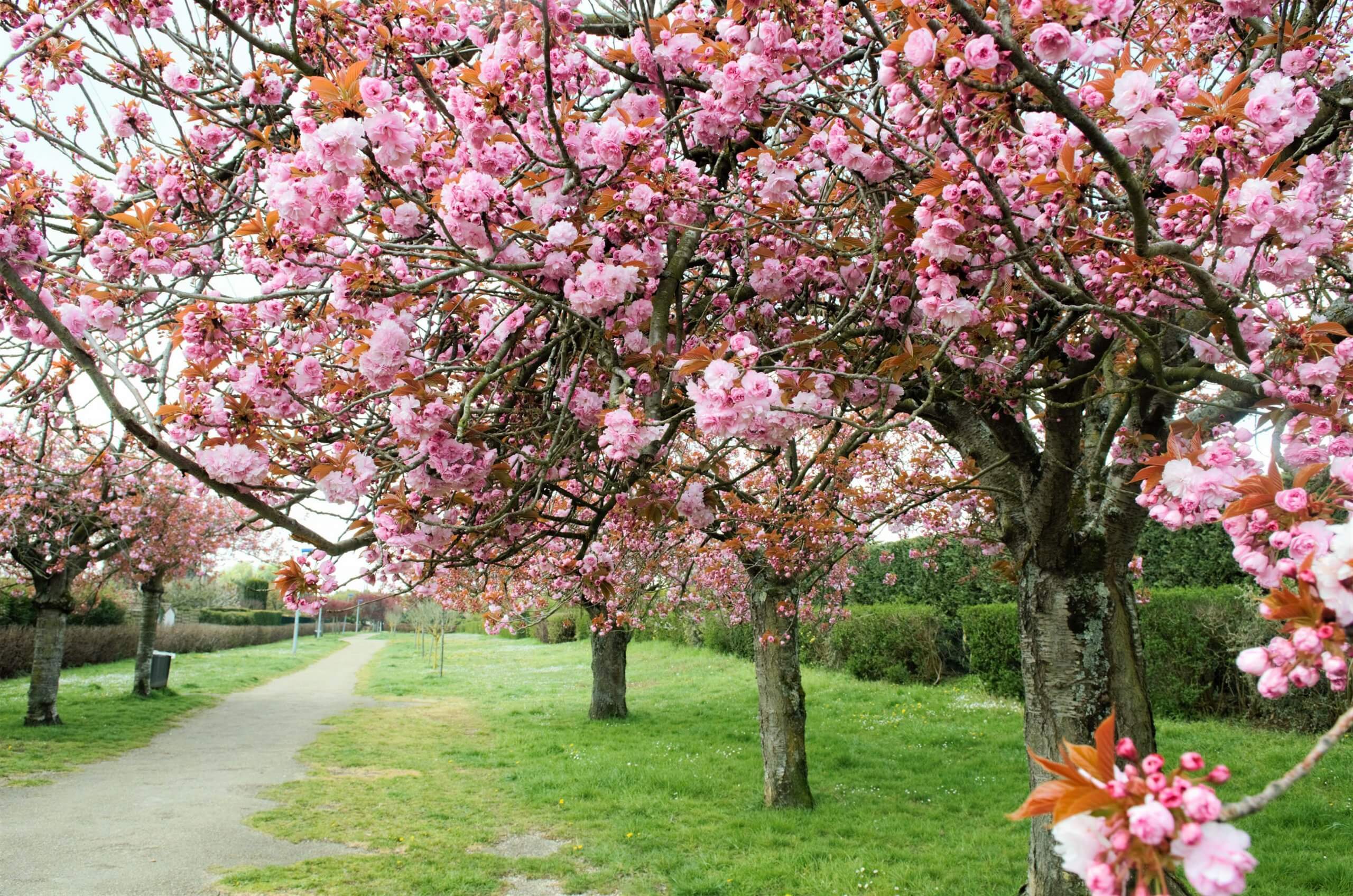 arbres-fleurs