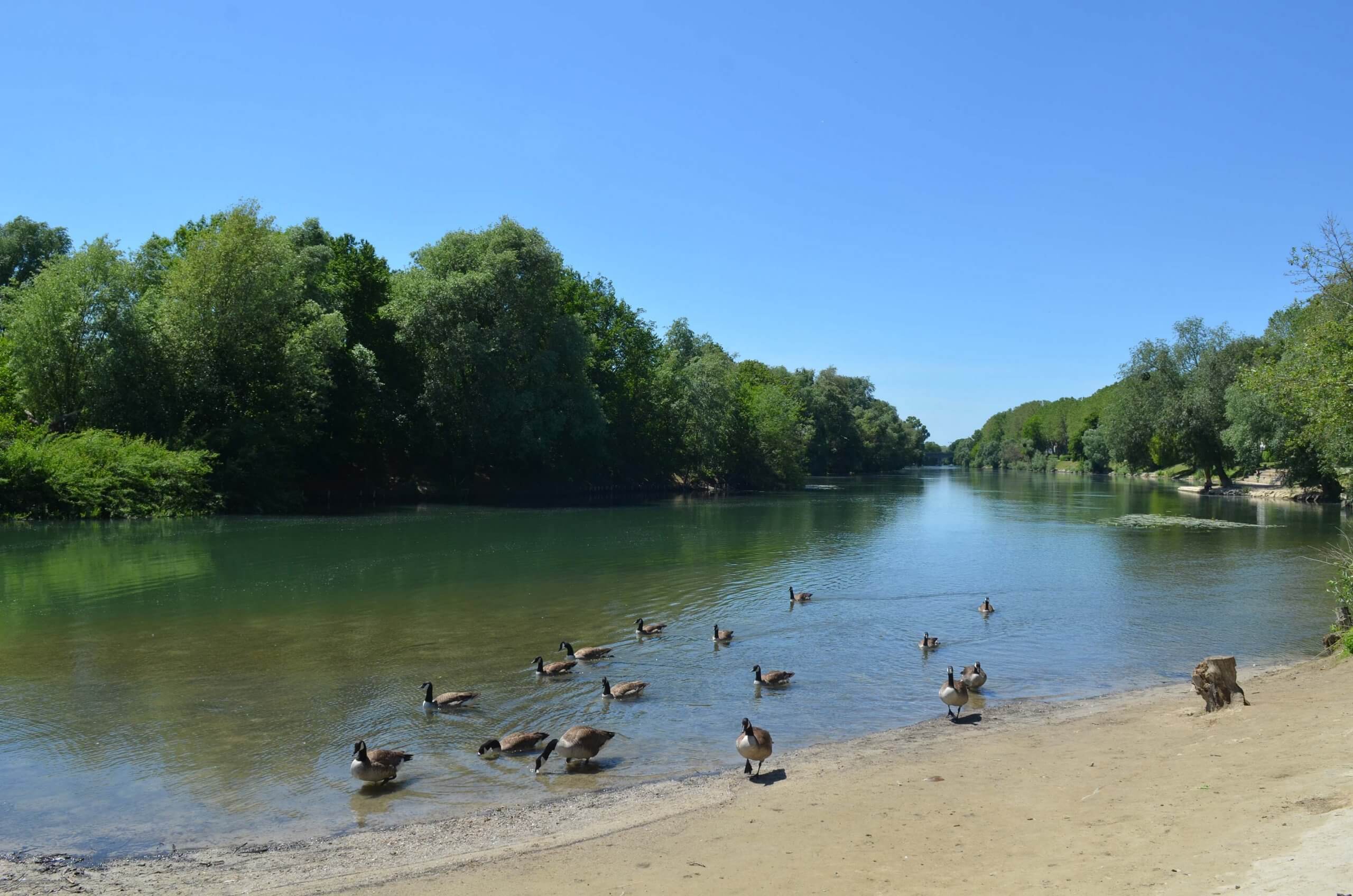 bdm-canards-sur-eau