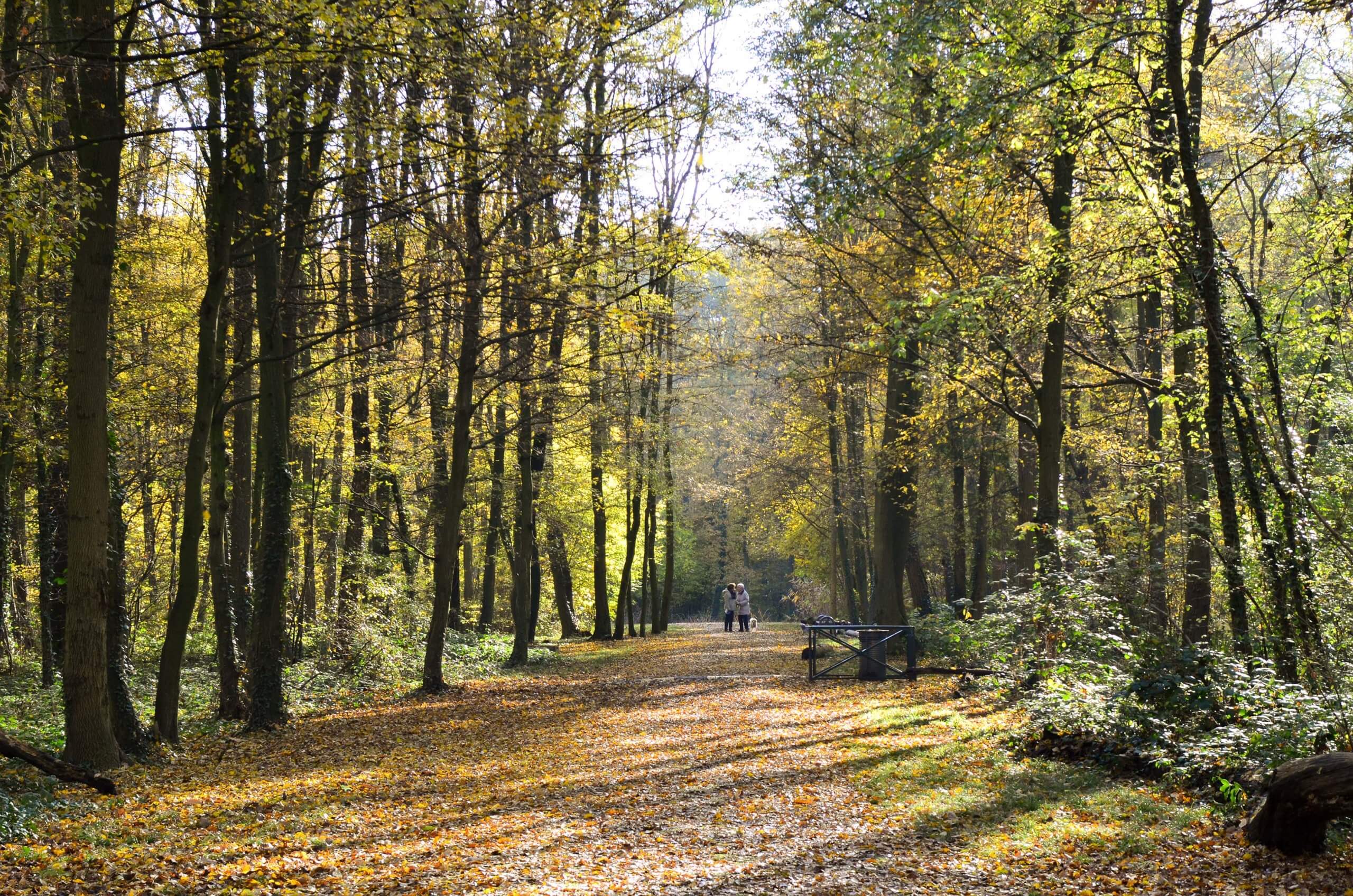 bois des coudreaux.JPG