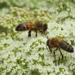 deux abeilles butinant de petites fleurs blanches