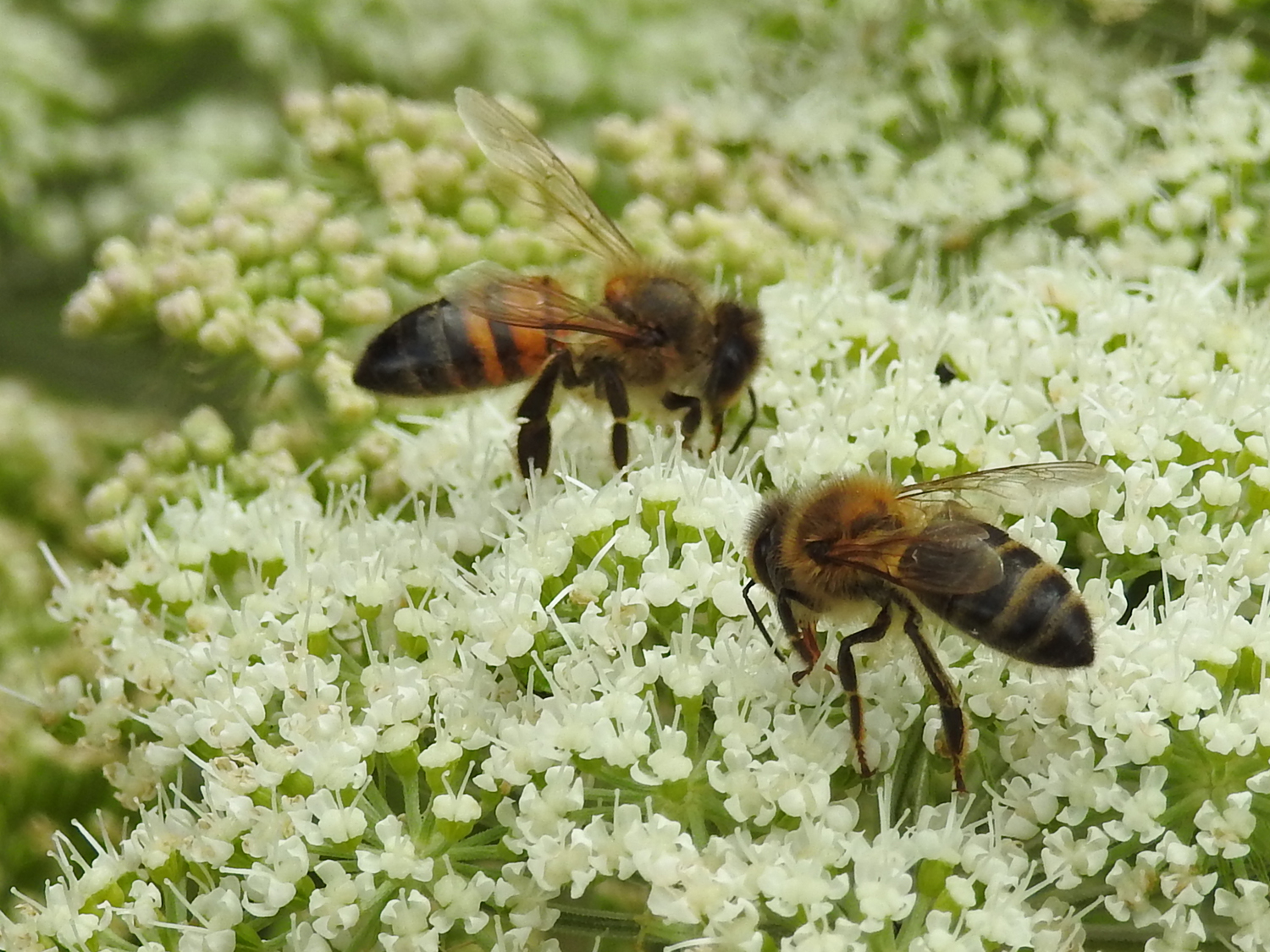 repos abeilles