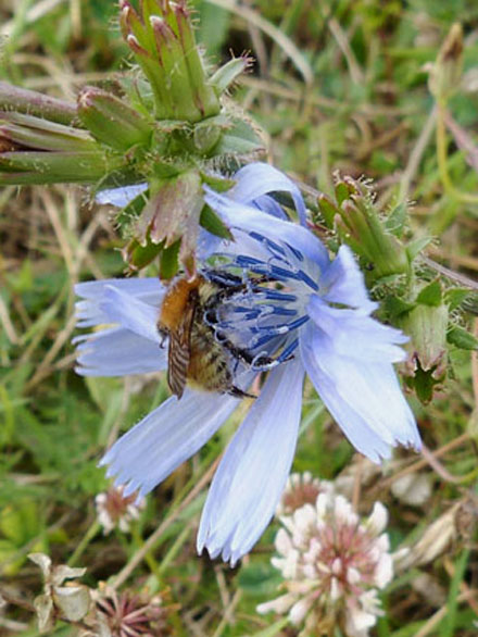 12_Luciole Vairoise_25mars_abeilles