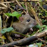 5_Luciole Vairoise_21 janv_ecosysteme