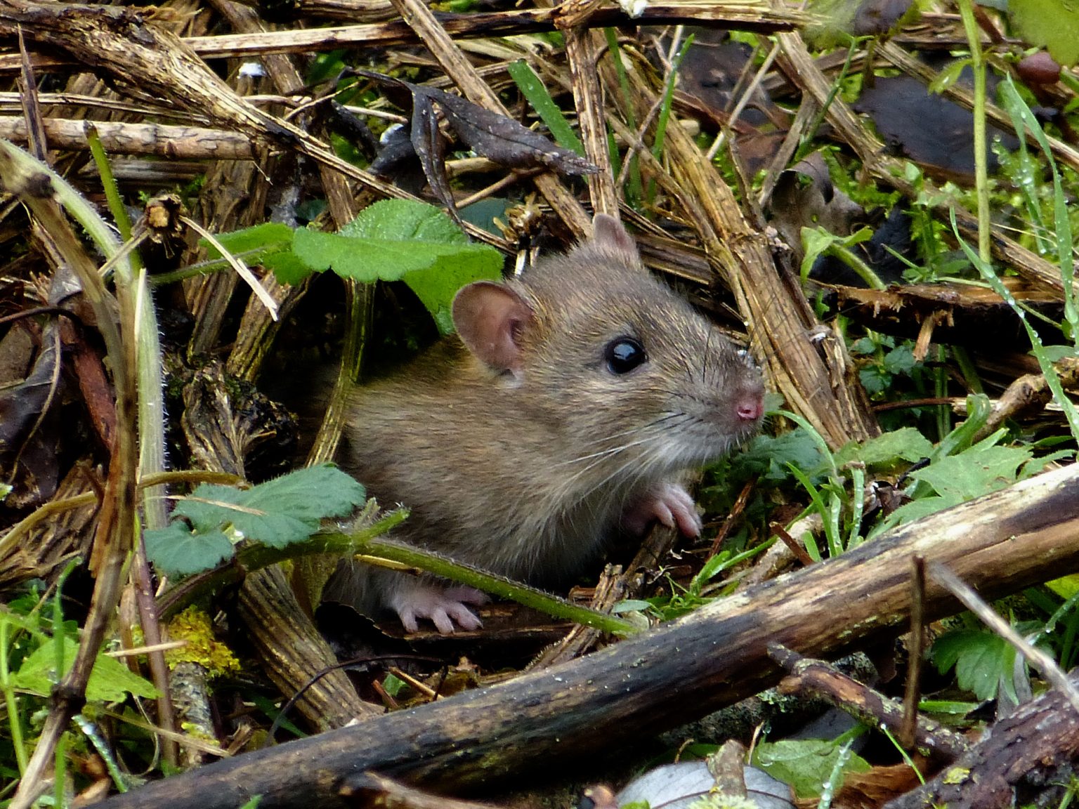 5_Luciole Vairoise_21 janv_ecosysteme