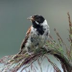 8_ Luciole Vairoise_11 fev_oiseaux montagne Chelles