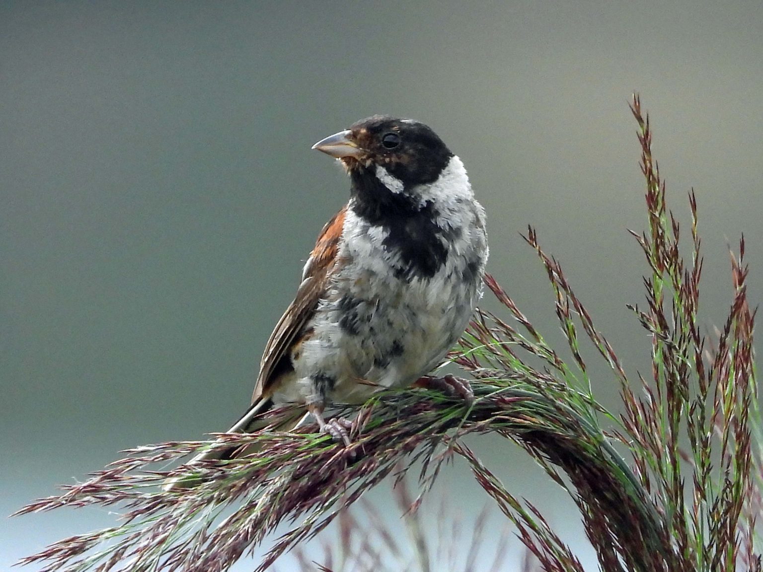 8_ Luciole Vairoise_11 fev_oiseaux montagne Chelles