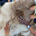 OG-Voyage d'ayla-Archéotrucs