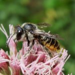 3_Luciole Vairoise_abeille