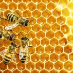 Close up view of the working bees on honey cells