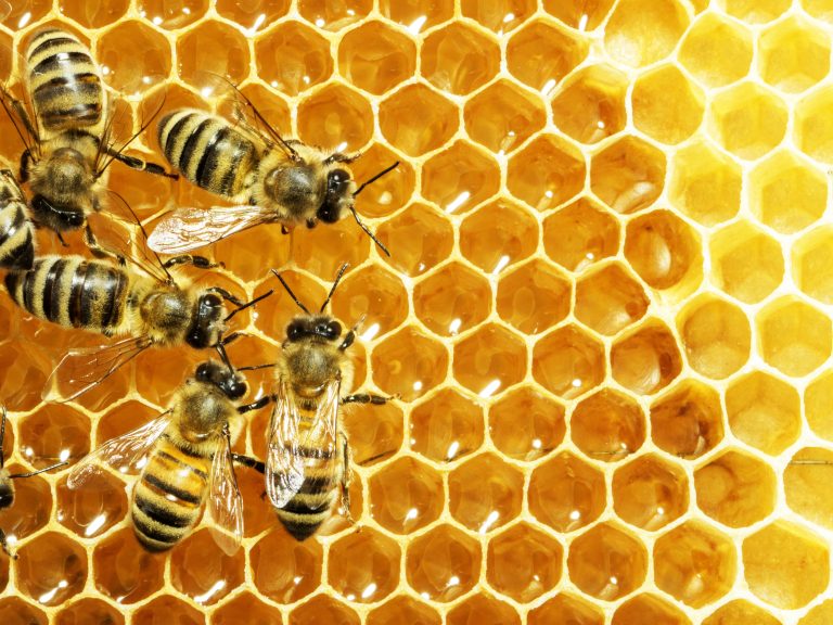 Illustration de Nature | les Gestes de L’apiculture