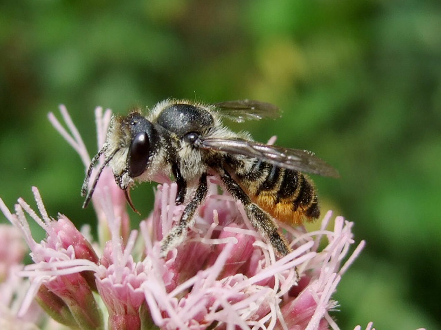 2_Luciole_abeilles