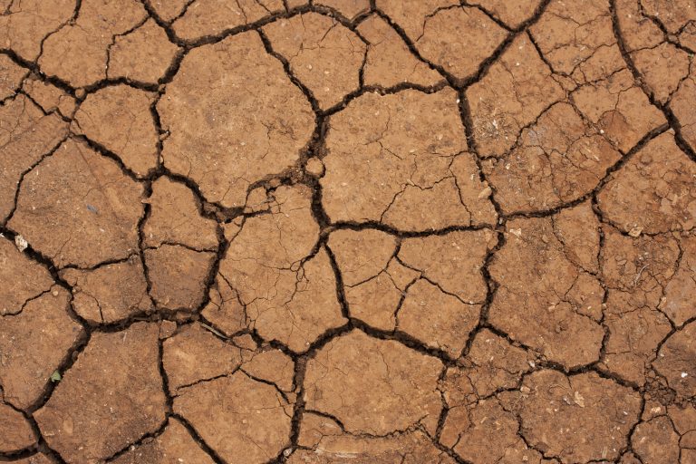 Illustration de Sécheresse et canicule de l’été 2026 : la Ville recense les dégâts en vue d'une demande de catastrophe naturelle