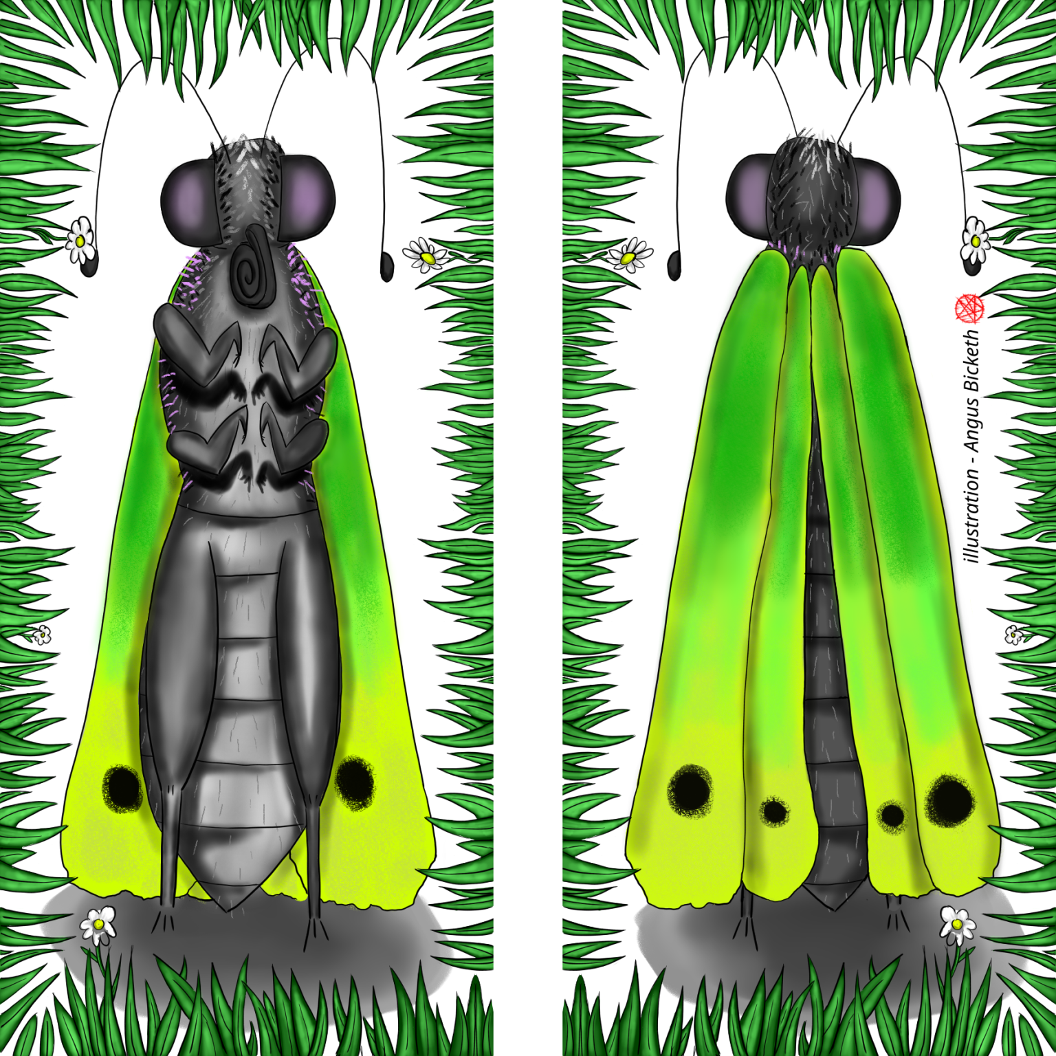 insectes